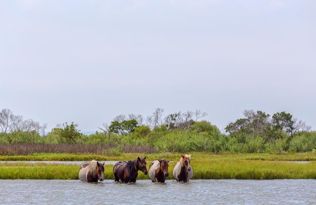 Chincoteague Inn 2*